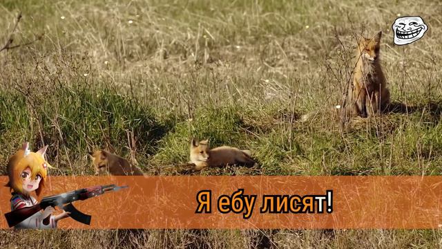 Алексейчик — Я люблю лисиц смотреть онлайн