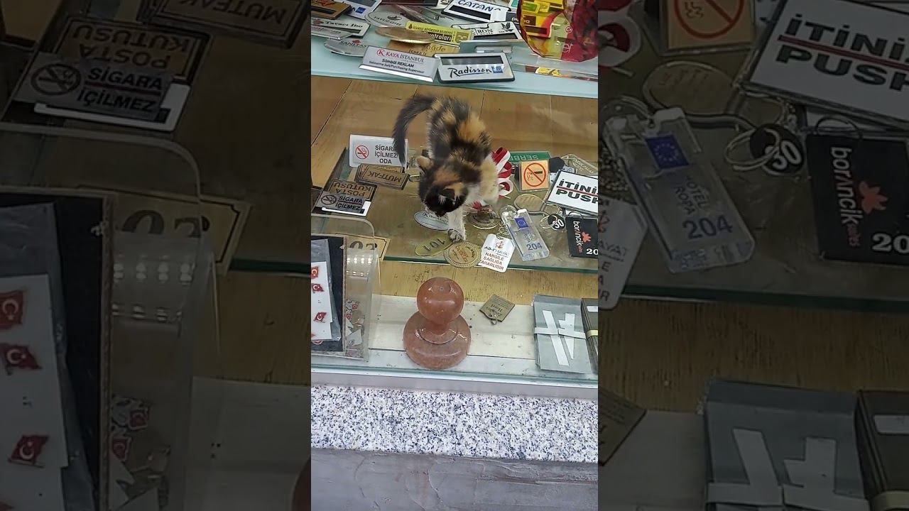 Коты Стамбула