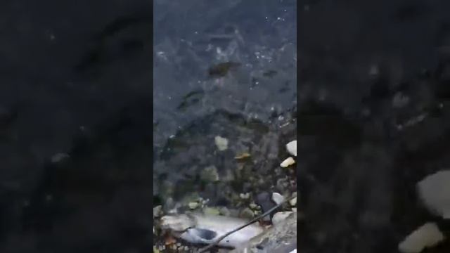 Рыбалка на озере Рица