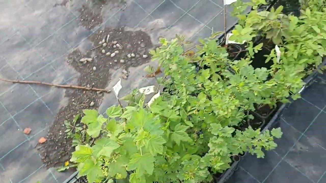 Ура, закончили собирать заказы которые должны ехать в мае. смотреть онлайн