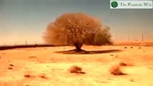 Дерево под которым отдыхал пророк МУХАММАД(с.а.в.)