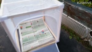 Вялим окуней в сушилке для рыбы