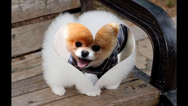 милые собачки