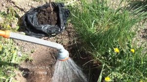 ОБЗОР Чем подкормить яблоню, грушу, смородину и кусты вишни.