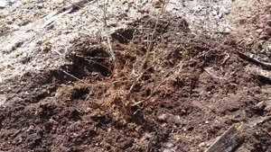 Голубика.в поисках личиннок майского жука