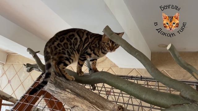 БЕНГАЛЬСКИЕ КОТЯТА ЭЛИТНЫЕ