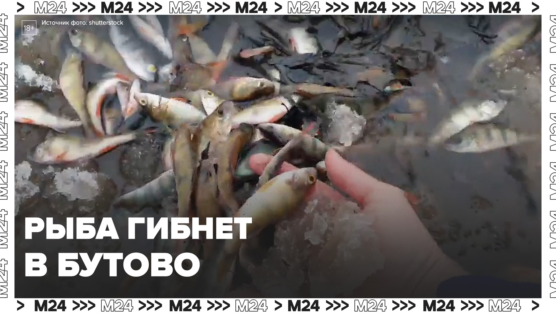 Почему в Черневском пруду гибнет рыба? — Москва 24
