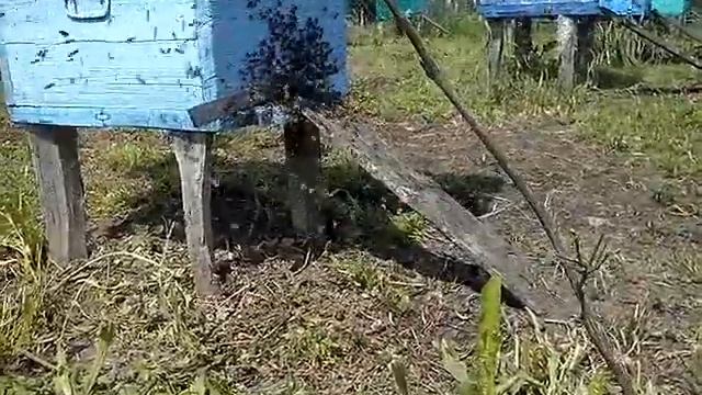 Рой пчел сам залетел в пустой улей. смотреть онлайн