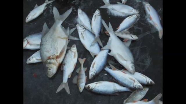 Озерна 30 декабря 2015г смотреть онлайн