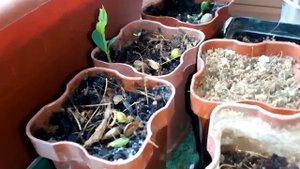 Цикламен стал махровым.??