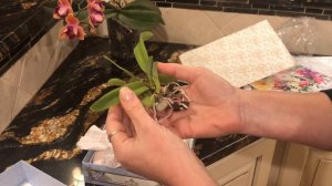 Орхидейно - каттлейные страсти... Мечты сбываются. Cattleya triumphans, cattleya rex..Ураааа!!!