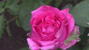 Обзор цветущих  роз.mp4