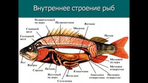 ЕГЭ по биологии. Зоология#6. Рыбы