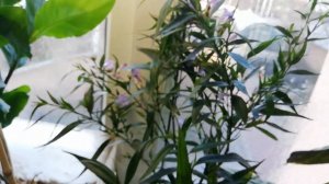 Стробилантес неравнолистый