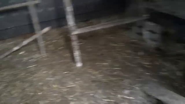 Заложила куриные яйца в инкубатор?прибавление в хозяйстве ? смотреть онлайн