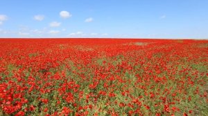 Мак павлиний (Papaver pavoninum Schrenk). Окрестности Куртинского  водохранилища. 5 мая 2016 года.