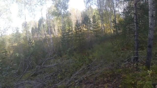 Сбор грибов в тайге (Муромцевский район) Омской области часть 2_Mushroom picking in the taiga part 2