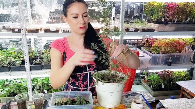 Розмарин из магазина можно посадить дома! смотреть онлайн