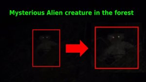 Странное животное снят на камеру в лесу. Что это? загадочное существо или маленький йети