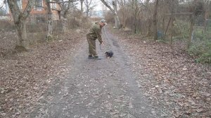 Аппенцеллер зенненхунд дрессировка! 3,5мес Луна послушание