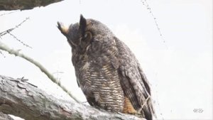 Свойства живого. Часть 2. Видеоурок