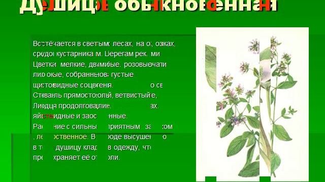 Презентация Лекарственные и ядовитые растения