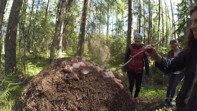 Муравьи готовят нам шашлык! Говяжий/куриный/Свиной! Сравниваем смотреть онлайн