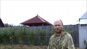 Эффективное средство от проволочника  Верхозин Юрий