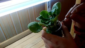 Стимуляция цветения фиалок часть 1