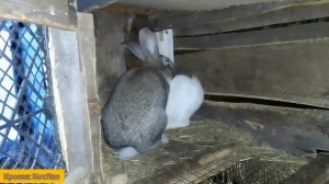 СЛУЧКА кроликов ЗИМОЙ.ПОЧЕМУ бывают ПРОХОЛОСТЫ зимой.