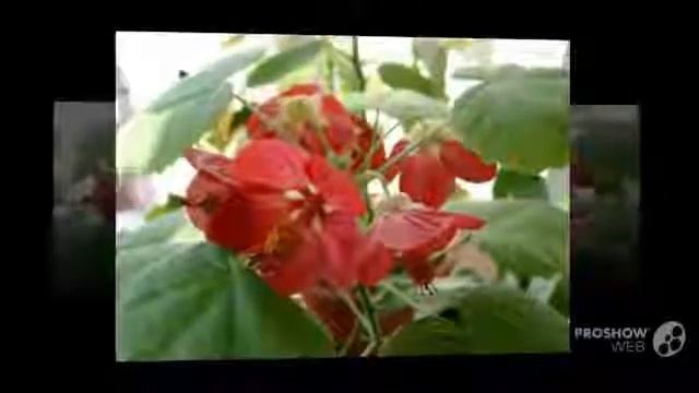 Цветы Абутилон (Abutilon flower)