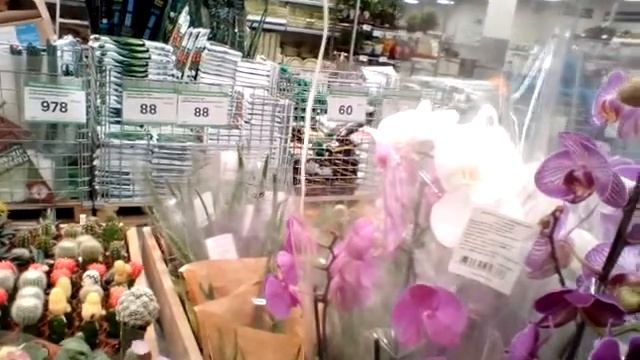 ОРХИДЕИ ЛЕРУА МЕРЛЕН, 13 июня 2021, Санкт - Петербург смотреть онлайн