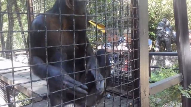 Обезьяна на мутило путеводитель когда с ней баловались смотреть онлайн