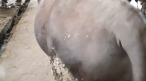 Забой бычков после 9 месяц на откорм