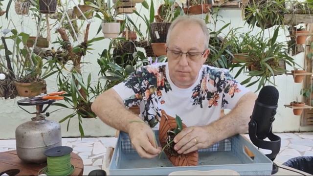 FOLHA DE CERÂMICA COM CATTLEYA NOBILIOR смотреть онлайн