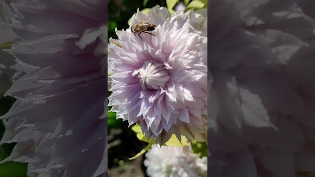 Клематис "Жозефина" от Нины Петруша - овладеет вашей душой смотреть онлайн