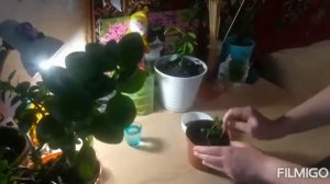 Чем подкормить комнатные цветы