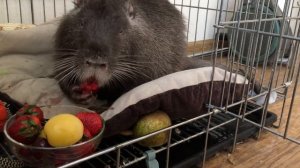 Домашняя нутрия, которой повезло!!! Живет как царь, кушает клубничку)))