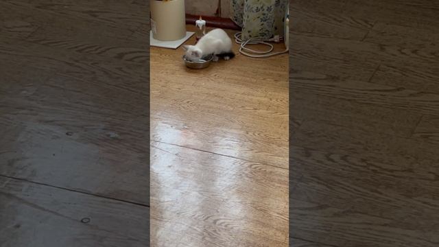 Смешная Милка#как научить котёнка пить воду#котенок#малыш#2 месяца#keto#ket смотреть онлайн