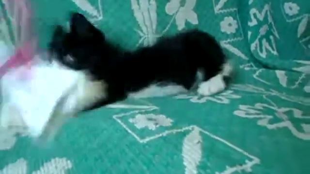Плюшевые котята в добрые руки!