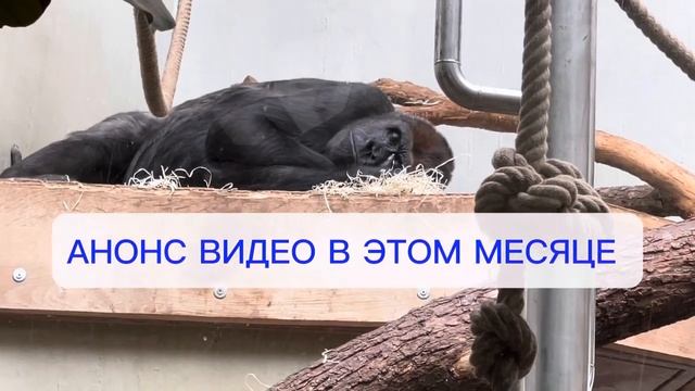Хлеб на кукурузном крахмале ??