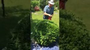 Обрезка самшита