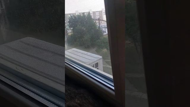 Что увидели коты? #shorts смотреть онлайн