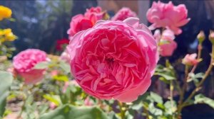 San Mateo Rose Garden~ Wollerton Old Hall, Strawberry Hill, Golden Celebration And More 5/28/22