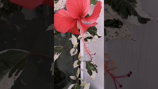 Гибискус Снежная Королева #гибискус #комнатныерастения #растения смотреть онлайн