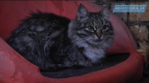 На подвальные окна домов поставили решётки. Кошки зимуют на улице