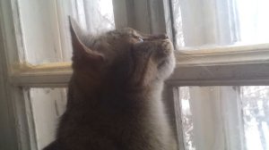 Кошка трещит на птиц