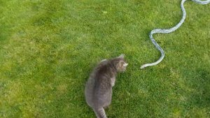 Змея, кошка и собака