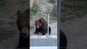 Тебердинский заповедник. Карачаево-Черкессия.