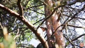 Ловушка для пчёл из коробки. Ловушки с соторамками. Просто и быстро. Ловим дикие рои. Пчеловодство